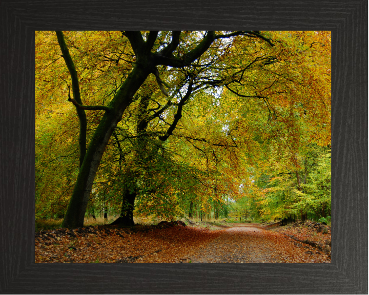 A Wiltshire forest in autumn Photo Print - Canvas - Framed Photo Print - Hampshire Prints