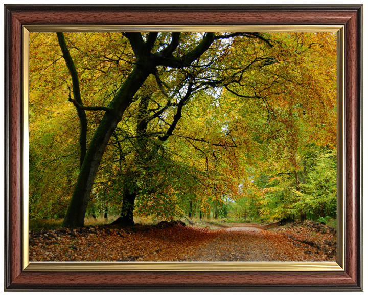 A Wiltshire forest in autumn Photo Print - Canvas - Framed Photo Print - Hampshire Prints