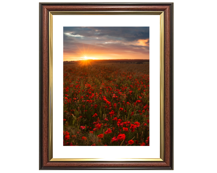 Poppies at sunset in Wiltshire Photo Print - Canvas - Framed Photo Print - Hampshire Prints