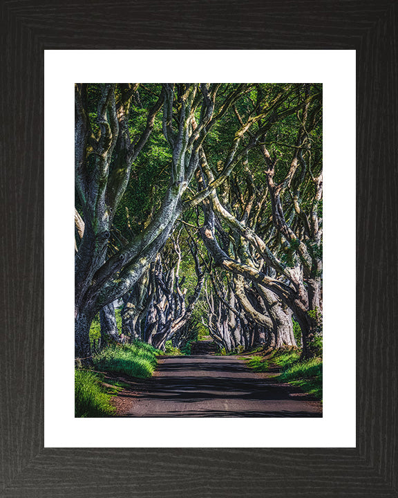 The Dark Hedges County Antrim Northern Ireland Photo Print - Canvas - Framed Photo Print - Hampshire Prints
