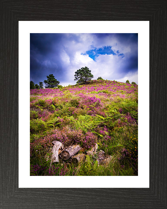 Dorset heathland with wild flowers Photo Print - Canvas - Framed Photo Print - Hampshire Prints