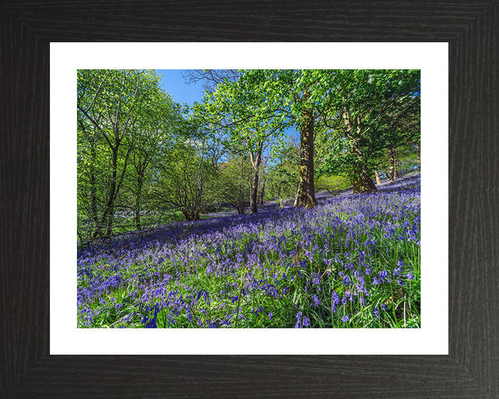 Bluebell forest Kendal in the Lake District Cumbria Photo Print - Canvas - Framed Photo Print - Hampshire Prints