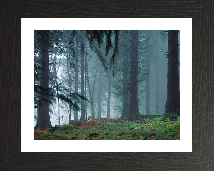 Misty forest at Burrator Reservoir Devon Photo Print - Canvas - Framed Photo Print - Hampshire Prints