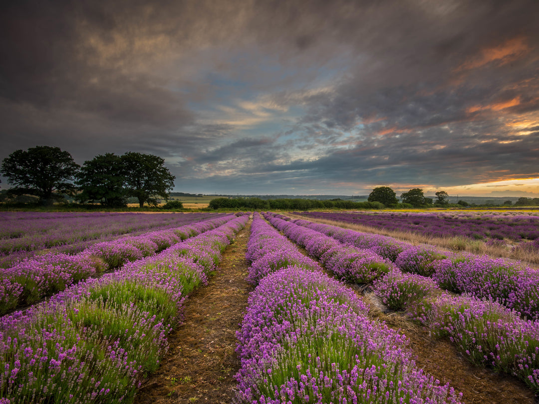 Sunset at Lordington Lavender West Sussex Photo Print - Canvas - Framed Photo Print - Hampshire Prints