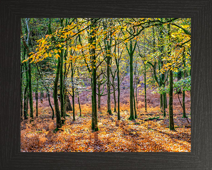 Autumn colours in Bolderwood The New Forest Hampshire Photo Print - Canvas - Framed Photo Print - Hampshire Prints