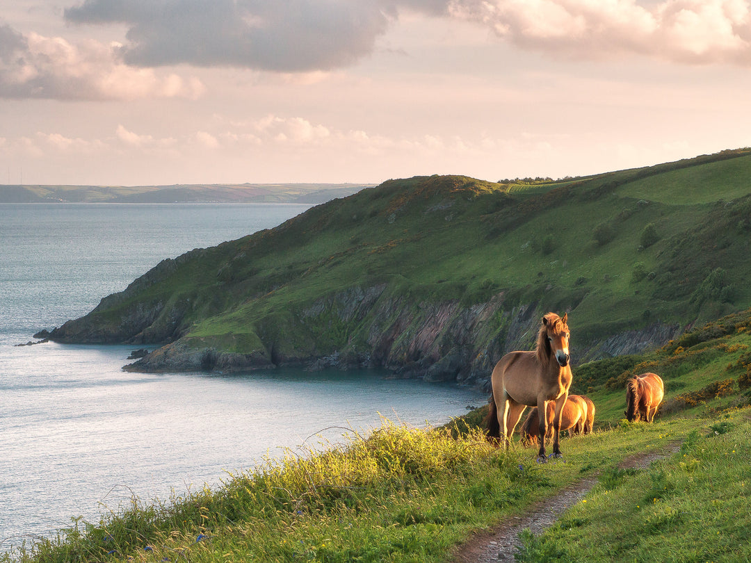 The Devon coast with wild ponies Photo Print - Canvas - Framed Photo Print - Hampshire Prints