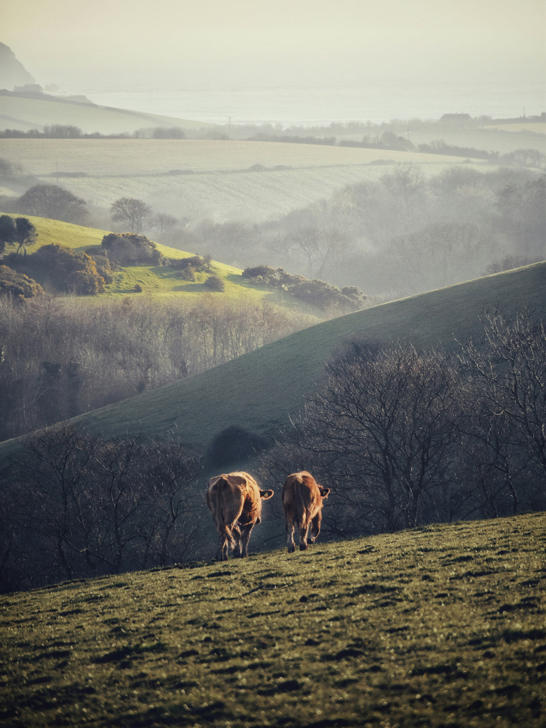 The Devon countryside with cattle Photo Print - Canvas - Framed Photo Print - Hampshire Prints