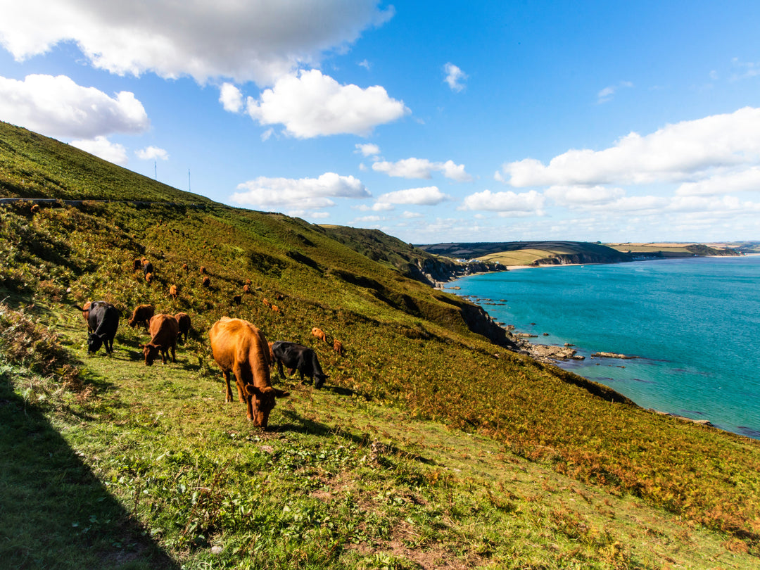 Start Point Devon with cattle Photo Print - Canvas - Framed Photo Print - Hampshire Prints