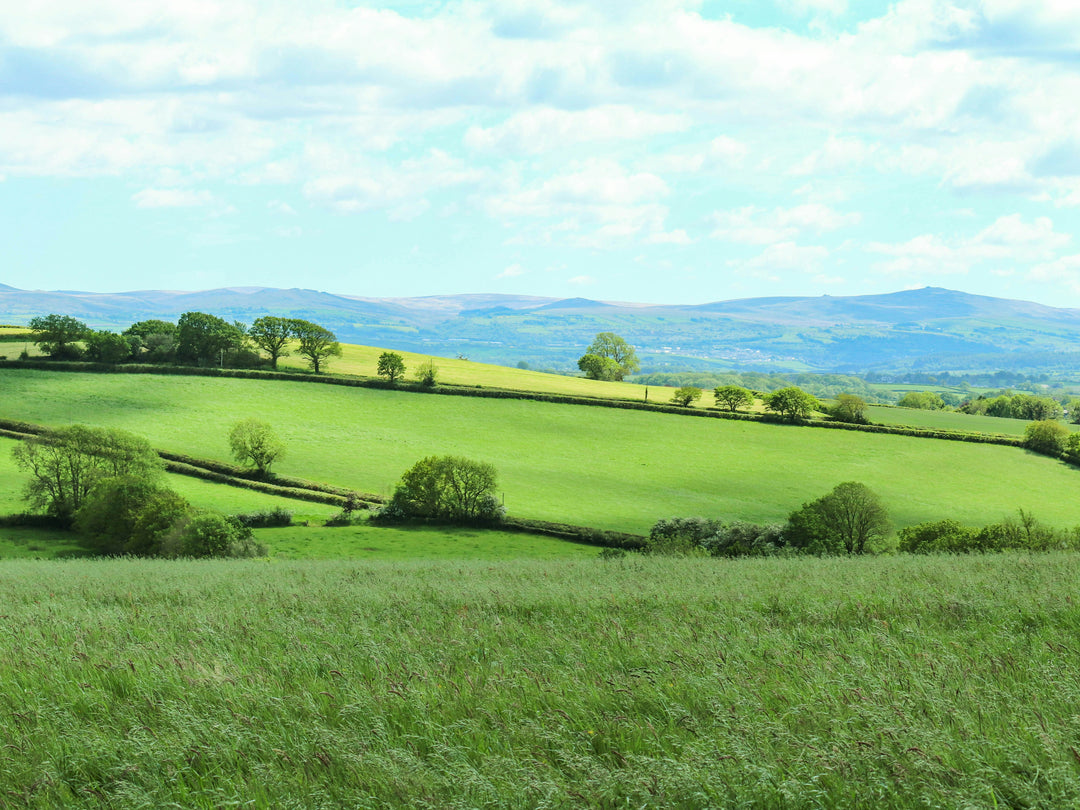 The Devon countryside in summer Photo Print - Canvas - Framed Photo Print - Hampshire Prints