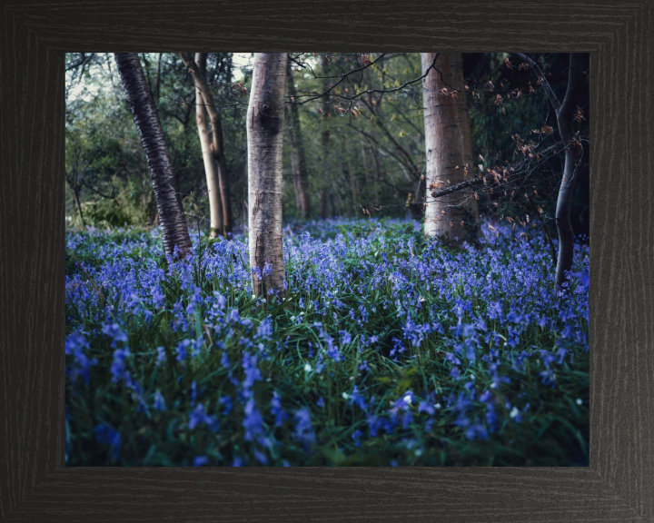 Bluebells woodland in the Kent Photo Print - Canvas - Framed Photo Print - Hampshire Prints