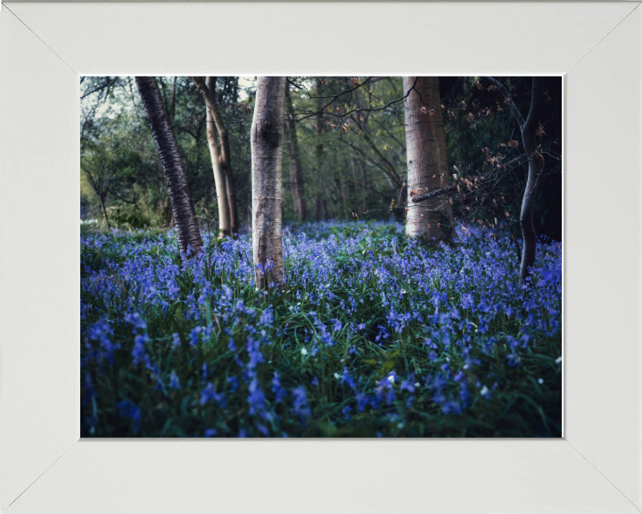 Bluebells woodland in the Kent Photo Print - Canvas - Framed Photo Print - Hampshire Prints