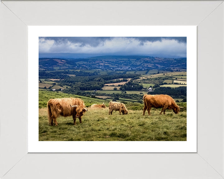 Exmoor Somerset with cattle Photo Print - Canvas - Framed Photo Print - Hampshire Prints