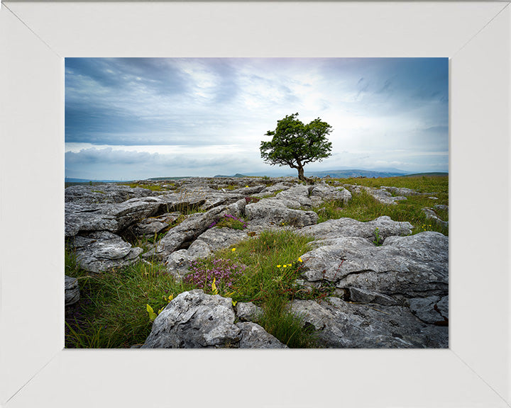 A lone tree in The Yorkshire Dales Photo Print - Canvas - Framed Photo Print - Hampshire Prints
