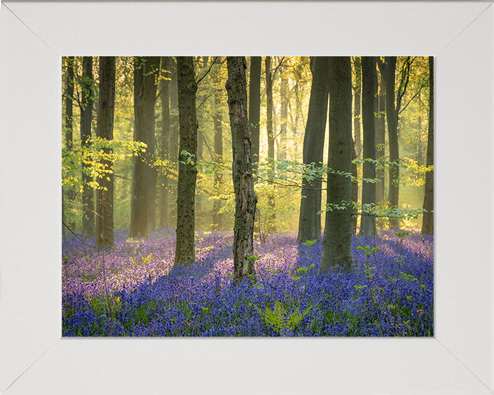 Dawn in a bluebell forest Wiltshire Photo Print - Canvas - Framed Photo Print - Hampshire Prints