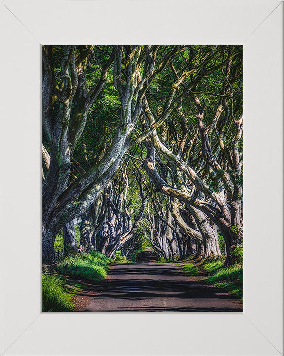 The Dark Hedges County Antrim Northern Ireland Photo Print - Canvas - Framed Photo Print - Hampshire Prints