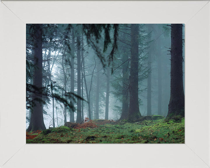 Misty forest at Burrator Reservoir Devon Photo Print - Canvas - Framed Photo Print - Hampshire Prints