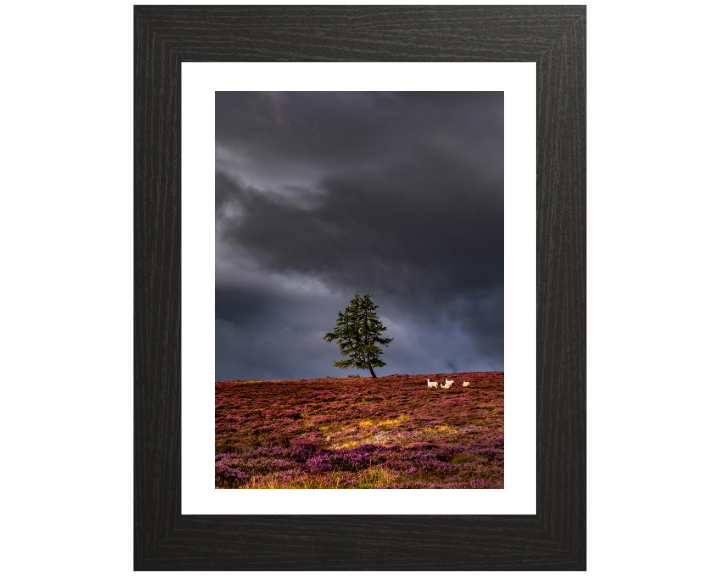 a lone tree Aberdeenshire Scotland Photo Print - Canvas - Framed Photo Print - Hampshire Prints