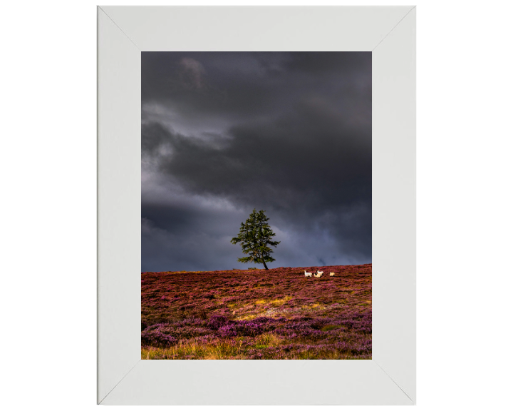 a lone tree Aberdeenshire Scotland Photo Print - Canvas - Framed Photo Print - Hampshire Prints