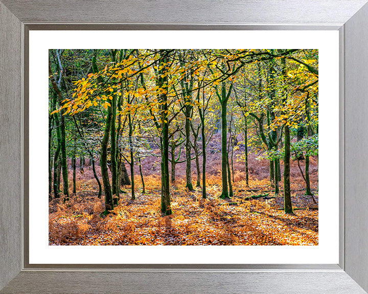 Autumn colours in Bolderwood The New Forest Hampshire Photo Print - Canvas - Framed Photo Print - Hampshire Prints