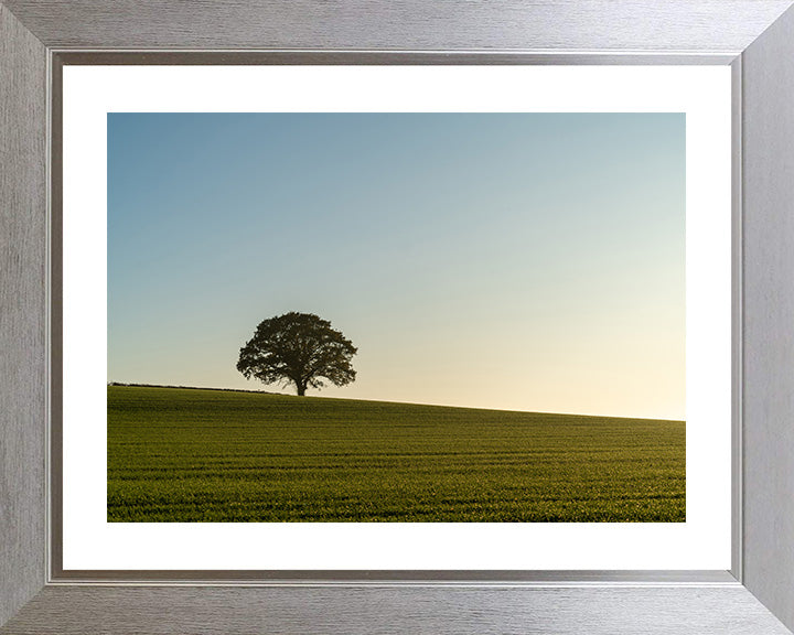 A lone tree in the English countryside West Sussex Photo Print - Canvas - Framed Photo Print - Hampshire Prints