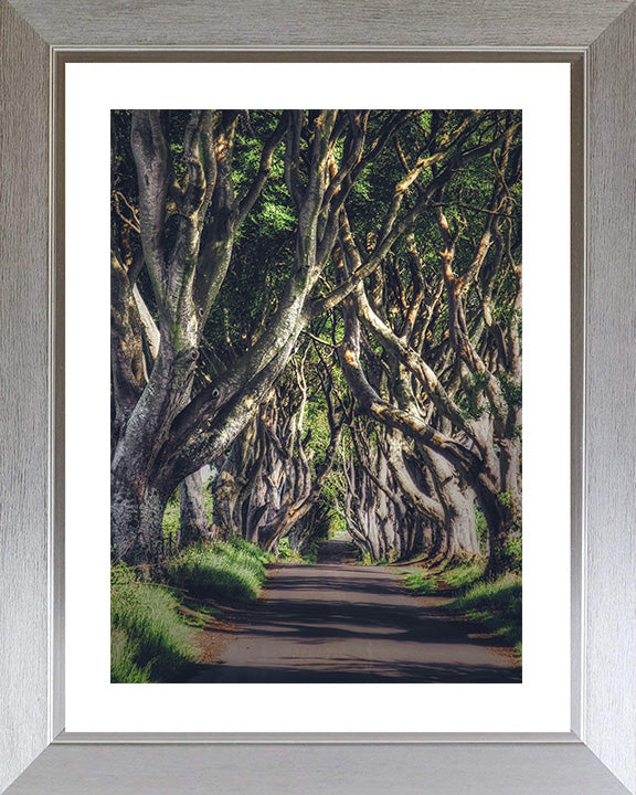 Dark hedges Stranocum Antrim Northern Ireland Photo Print - Canvas - Framed Photo Print - Hampshire Prints