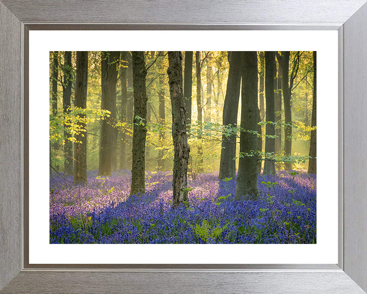 Dawn in a bluebell forest Wiltshire Photo Print - Canvas - Framed Photo Print - Hampshire Prints