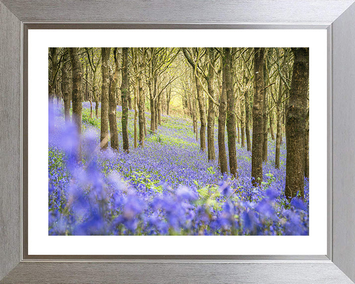 Forest of bluebells Dorset in spring Photo Print - Canvas - Framed Photo Print - Hampshire Prints