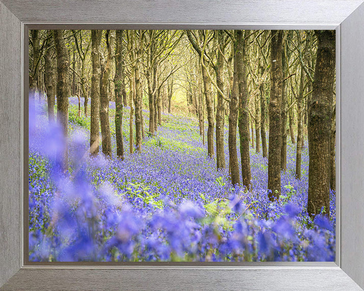 Forest of bluebells Dorset in spring Photo Print - Canvas - Framed Photo Print - Hampshire Prints