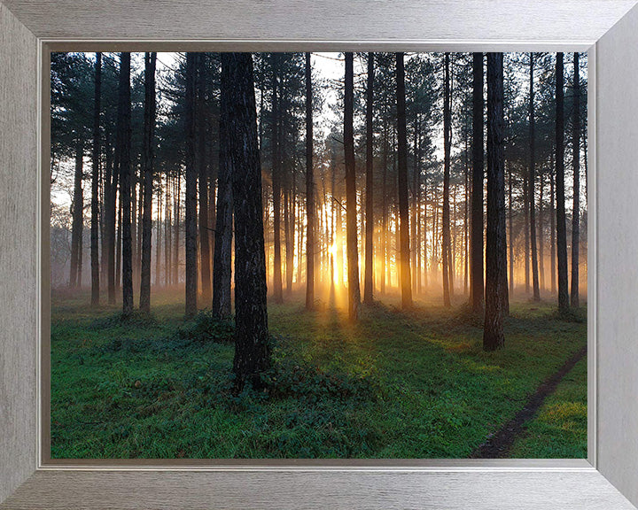 Thetford Forest Suffolk at sunrise Photo Print - Canvas - Framed Photo Print - Hampshire Prints