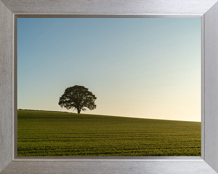 A lone tree in the English countryside West Sussex Photo Print - Canvas - Framed Photo Print - Hampshire Prints
