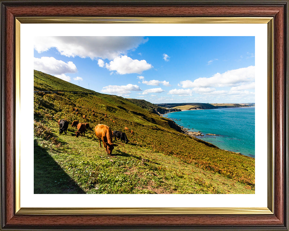 Start Point Devon with cattle Photo Print - Canvas - Framed Photo Print - Hampshire Prints