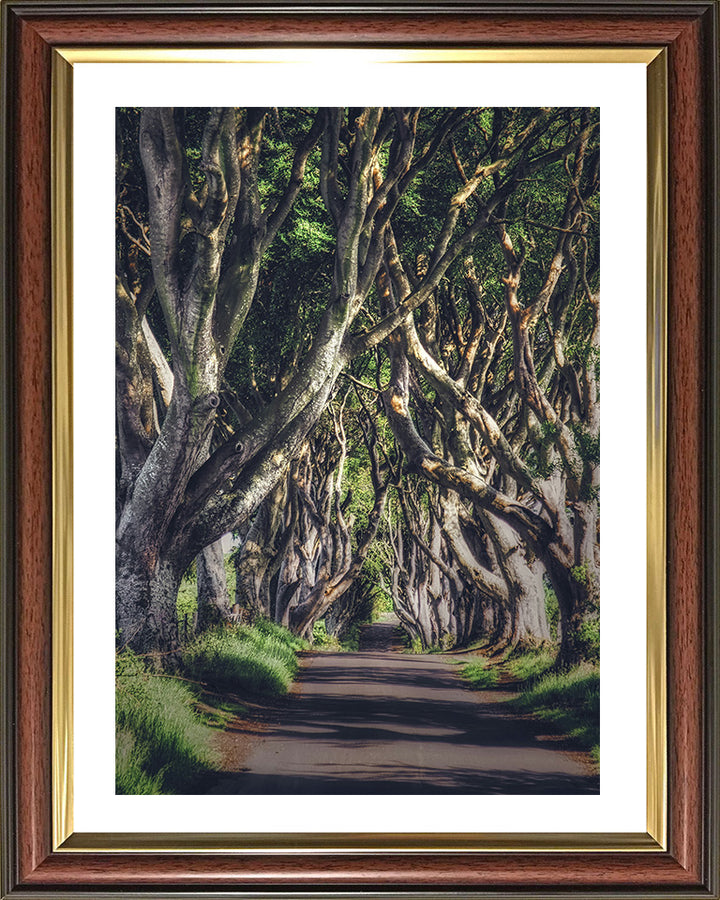 Dark hedges Stranocum Antrim Northern Ireland Photo Print - Canvas - Framed Photo Print - Hampshire Prints