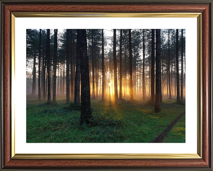 Thetford Forest Suffolk at sunrise Photo Print - Canvas - Framed Photo Print - Hampshire Prints