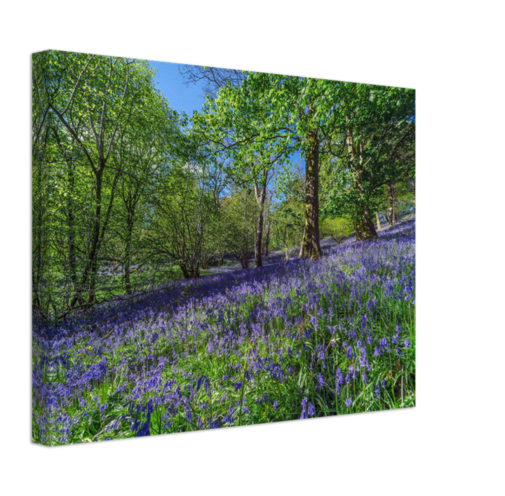 Bluebell forest Kendal in the Lake District Cumbria Photo Print - Canvas - Framed Photo Print - Hampshire Prints