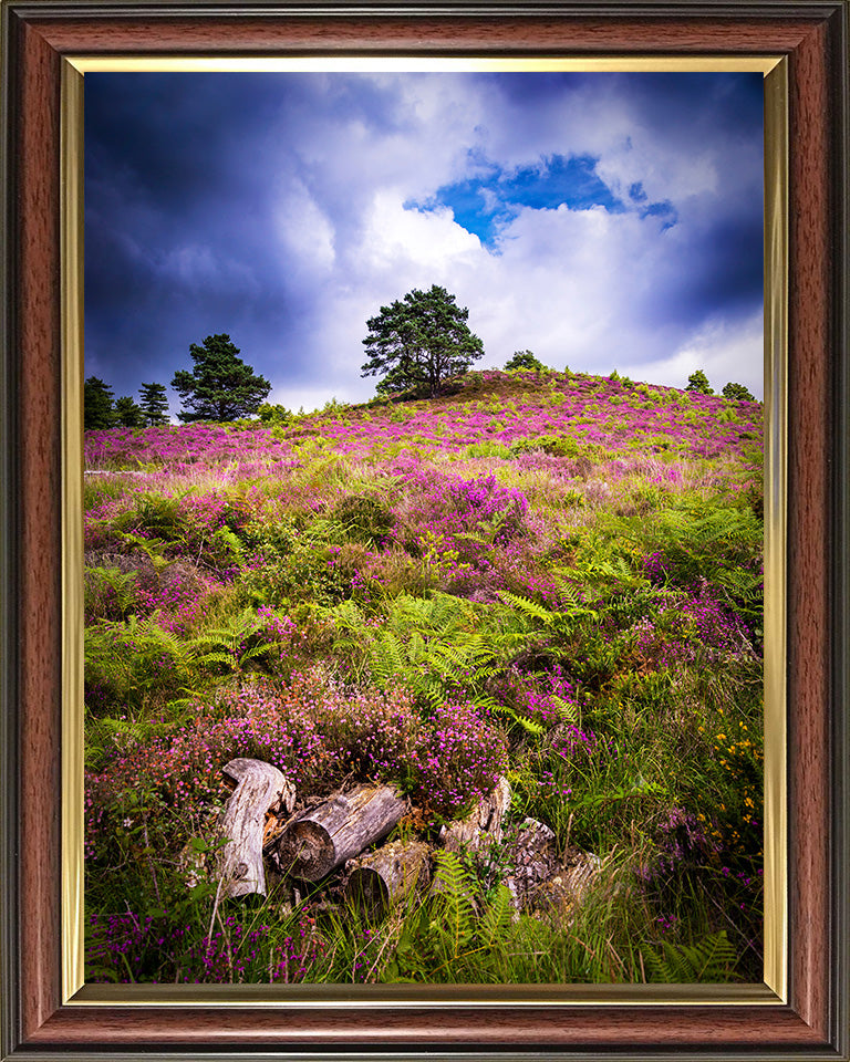 Dorset heathland with wild flowers Photo Print - Canvas - Framed Photo Print - Hampshire Prints