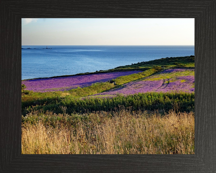Lavender at Sennen in Cornwall Photo Print - Canvas - Framed Photo Print - Hampshire Prints