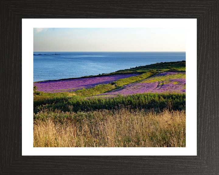 Lavender at Sennen in Cornwall Photo Print - Canvas - Framed Photo Print - Hampshire Prints